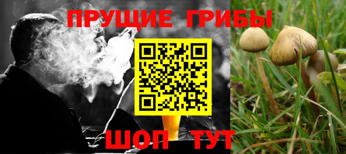 Псилоцибиновые грибы Psilocybine cubensis Аксай